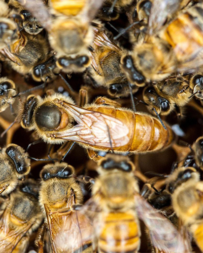 Queen bee