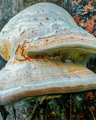 Hoof fungus